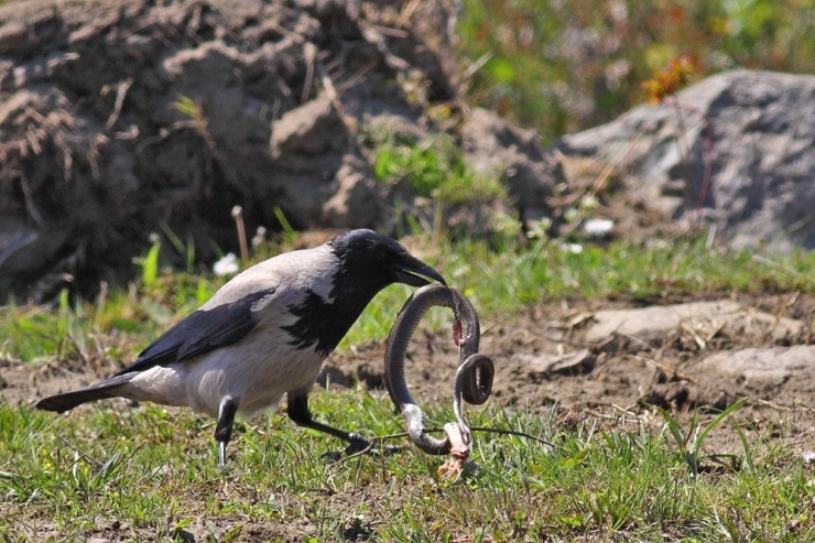 Yılmaz: “Kızılırmak Deltası’nda Unesco Süreci Devam Ediyor”