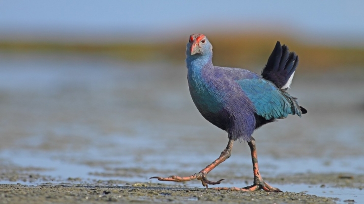 Yılmaz: “Kızılırmak Deltası’nda Unesco Süreci Devam Ediyor”