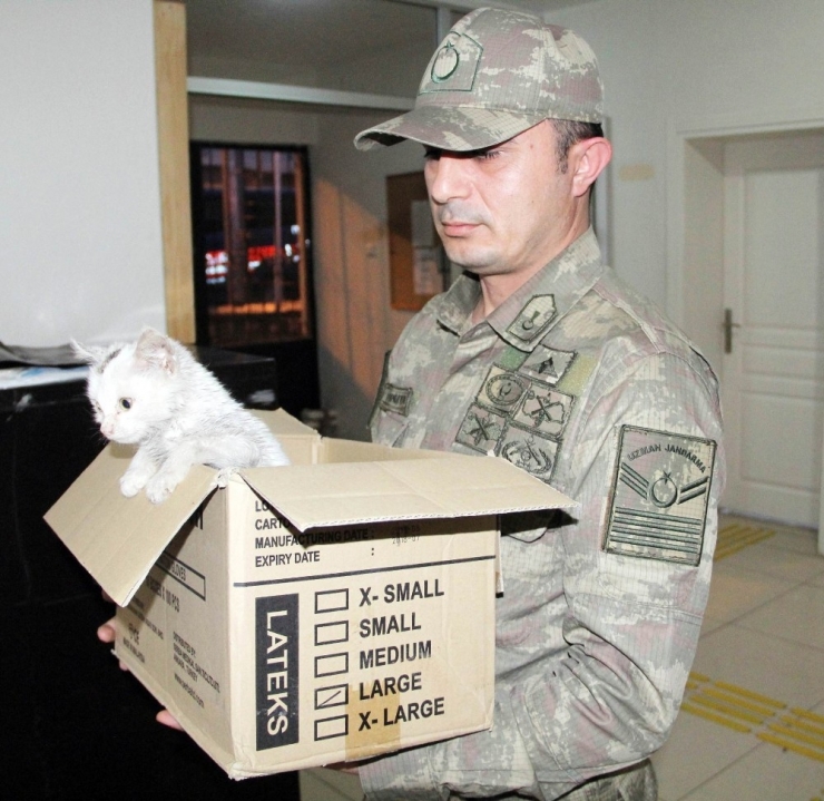 Askerden Yaralı Kediye Şefkat Eli