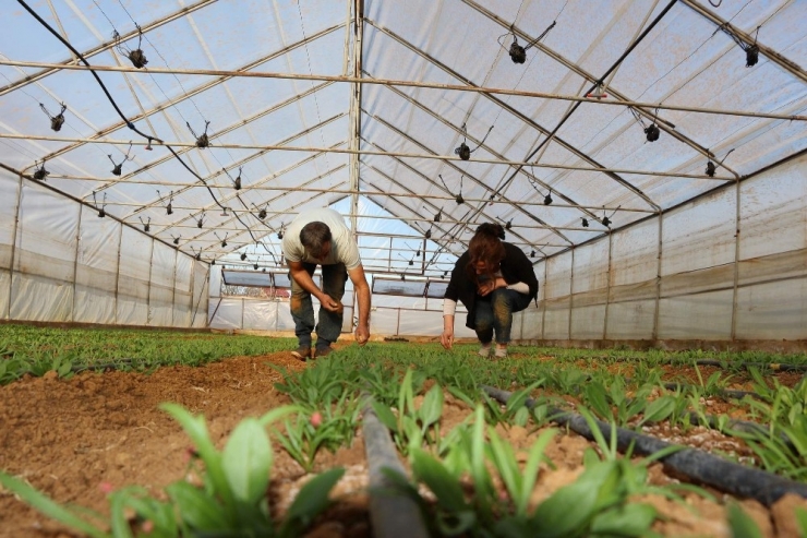 Pazarcılıktan Seracılığa