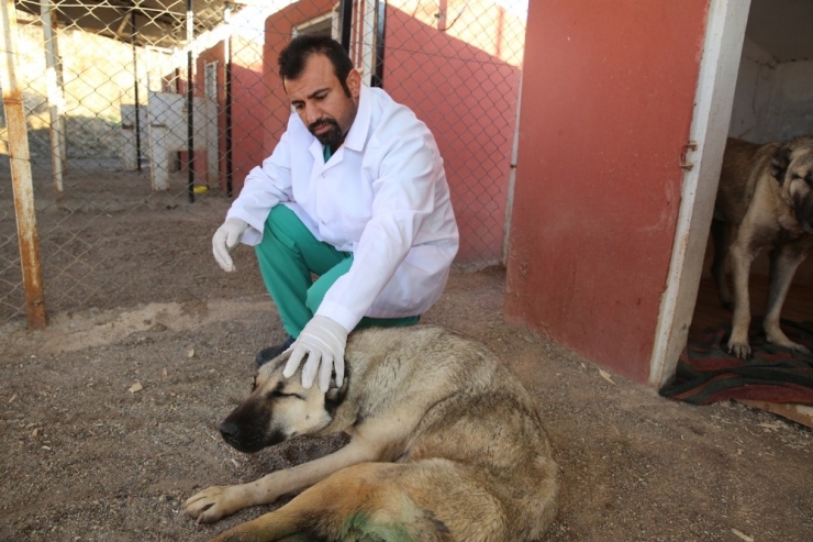 Köpekler Sağlık İçin İstanbul’a Taşındı