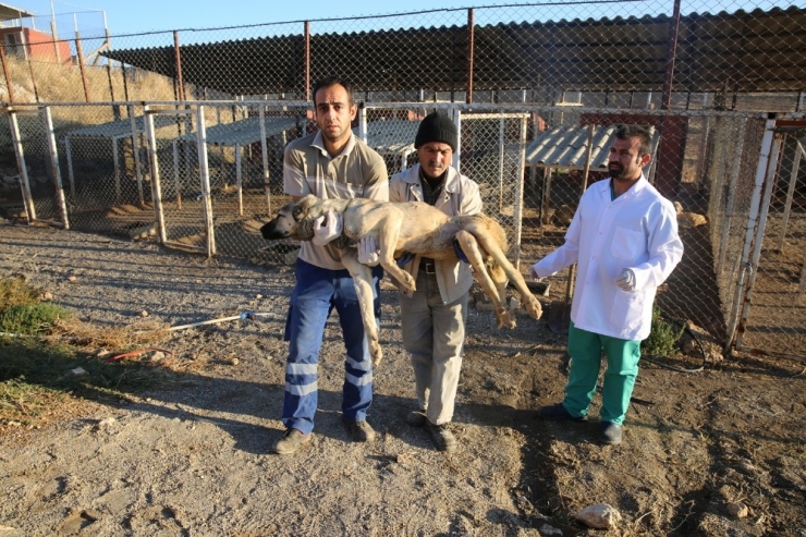 Köpekler Sağlık İçin İstanbul’a Taşındı