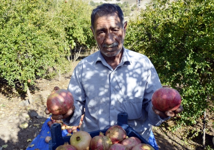 Nar Bu Yıl Üreticisini Memnun Etmedi