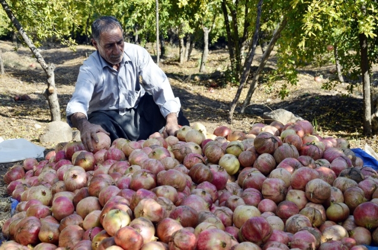 Nar Bu Yıl Üreticisini Memnun Etmedi