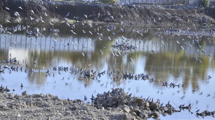 İnşaat Alanı Kuş Cennetine Döndü