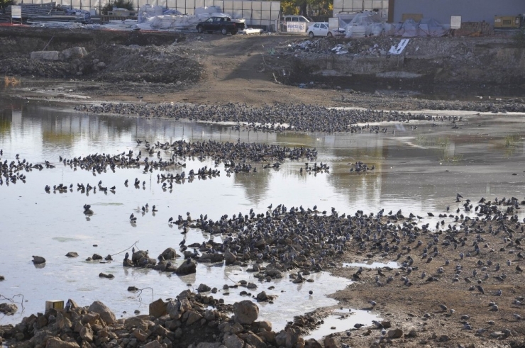 İnşaat Alanı Kuş Cennetine Döndü