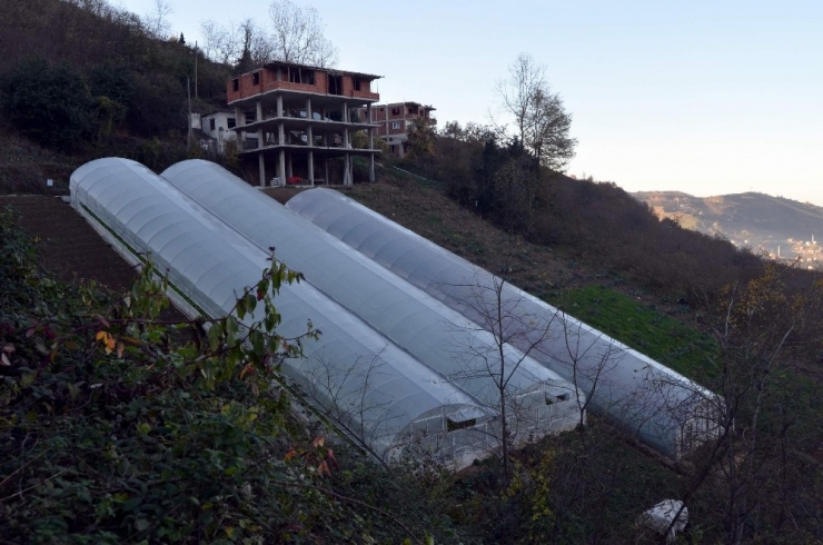 Dik Yamaçta Sera Olur Mu Demeyin