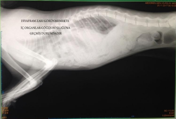 Fıtığı Yırtılan Kedi Sağlığına Kavuştu