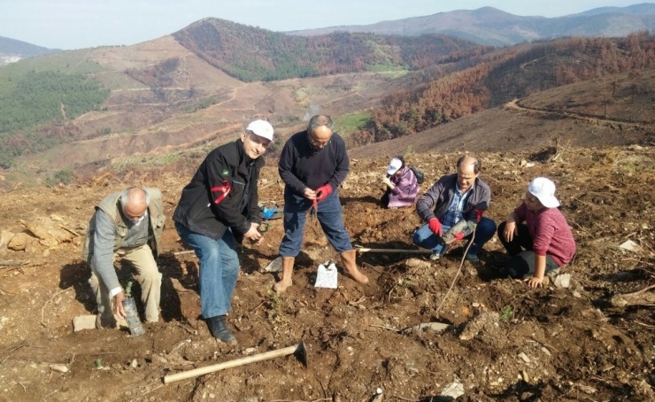 Yanan Alanlar Yeniden Ağaçlandırılıyor