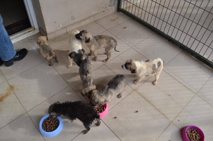 Ortaokul Öğrencileri Can Dostları Unutmadı