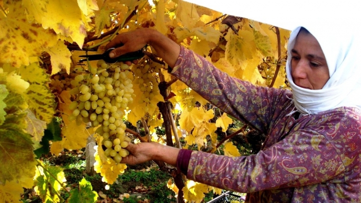Sarıgöl’ün Bağları Da Üzümü De Sarıya Boyandı