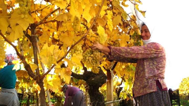 Sarıgöl’ün Bağları Da Üzümü De Sarıya Boyandı