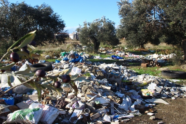 Zeytinlikler Çöplüğe Döndü