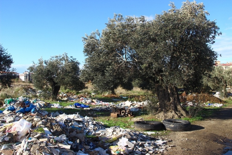 Zeytinlikler Çöplüğe Döndü