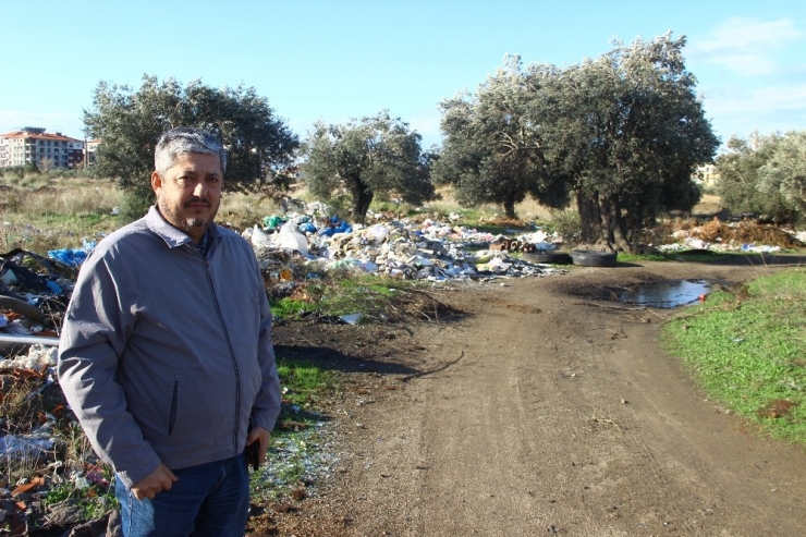Zeytinlikler Çöplüğe Döndü