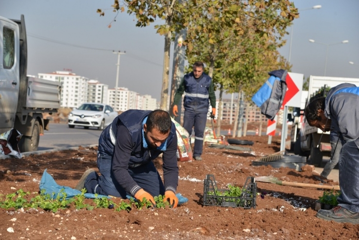 1 Milyon 500 Bin Kışlık Mevsimlik Çiçek Dikiliyor