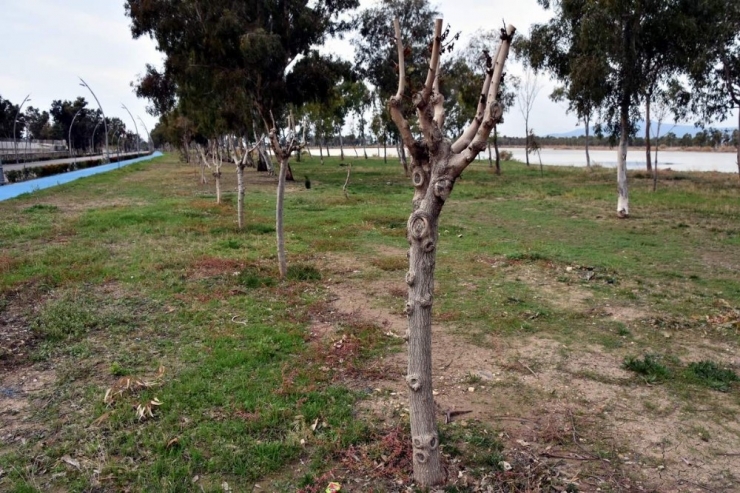 Aliağa’da Plajlar Bölgesine Ağaç Takviyesi