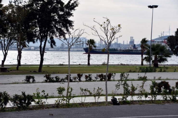 Aliağa’da Plajlar Bölgesine Ağaç Takviyesi