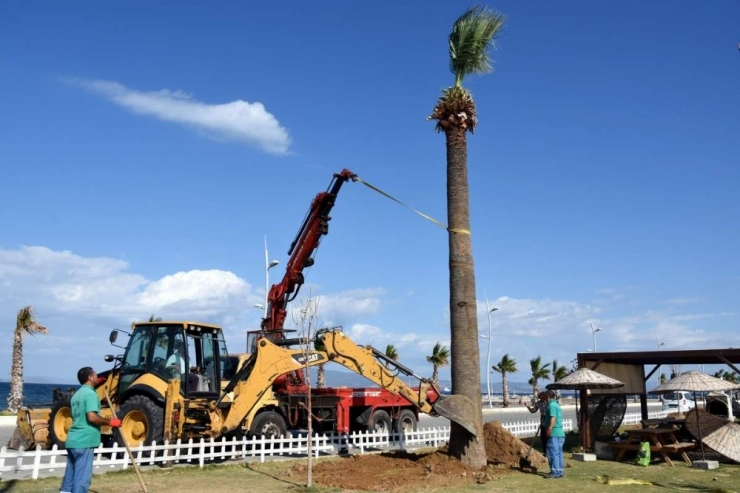 Aliağa’da Plajlar Bölgesine Ağaç Takviyesi