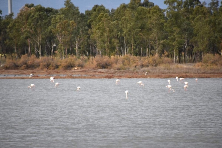 Flamingolar, Aliağa Kuş Cennetini Renklenirdi