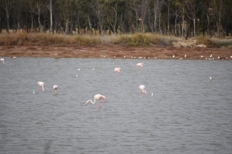 Flamingolar, Aliağa Kuş Cennetini Renklenirdi