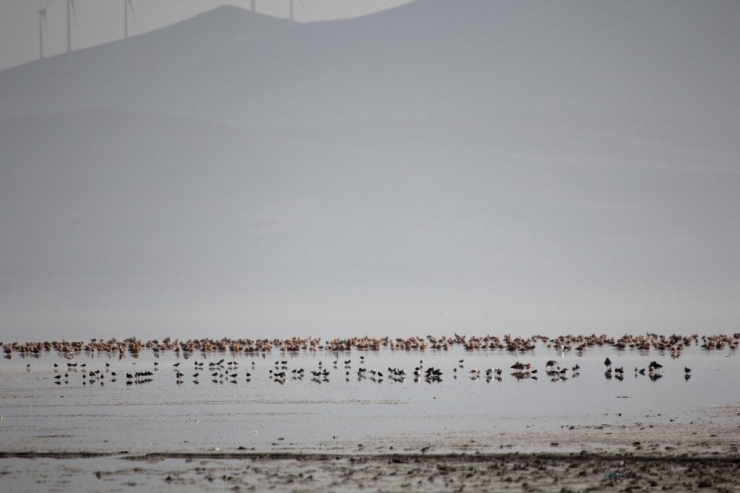 3 Günlük Yağış 3 Bin Kuşu Seyfe’ye Getirdi