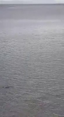 Kuşadası Milli Parkı’nda Akdeniz Foku Görüntülendi