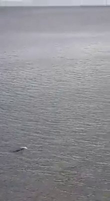 Kuşadası Milli Parkı’nda Akdeniz Foku Görüntülendi