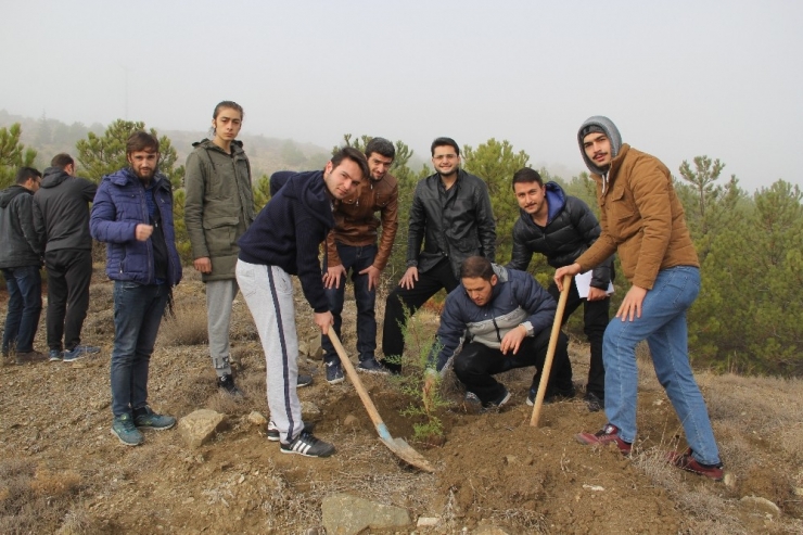 Kyk Ormanı Artık Daha Yeşil