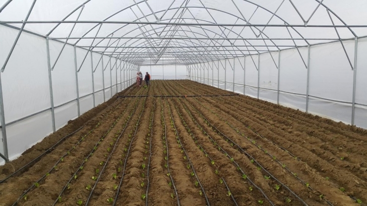 Alaşehir Ve Sarıgöl’de Üreticiler Sera İle Kalkınacak