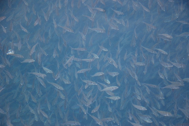 Mersin’de 60’ın Üzerinde Balık Çiftliği Kurulacak