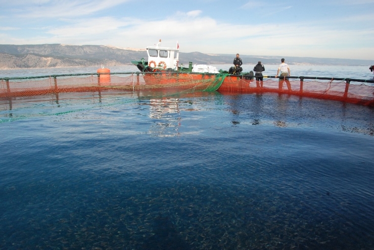 Mersin’de 60’ın Üzerinde Balık Çiftliği Kurulacak