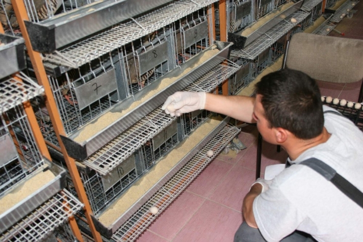 Şuhut Keklik Üretme İstasyonu’nda 10 Bin 500 Adet Keklik Üretildi