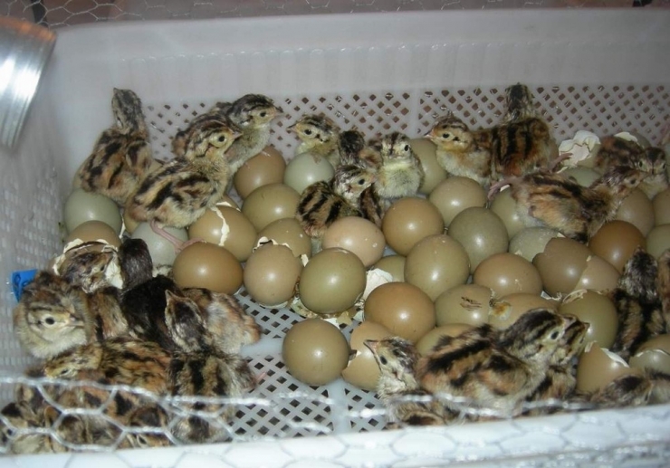 Şuhut Keklik Üretme İstasyonu’nda 10 Bin 500 Adet Keklik Üretildi