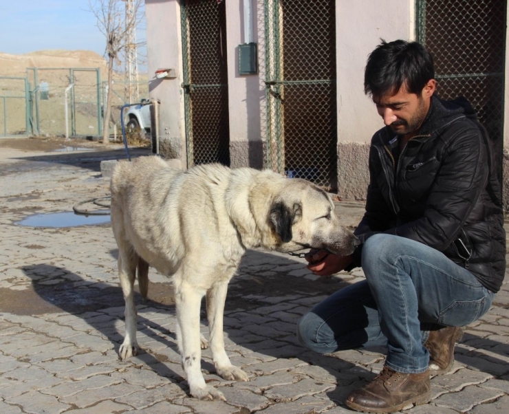 İşkenceye Uğrayan Köpek Hayata Döndü