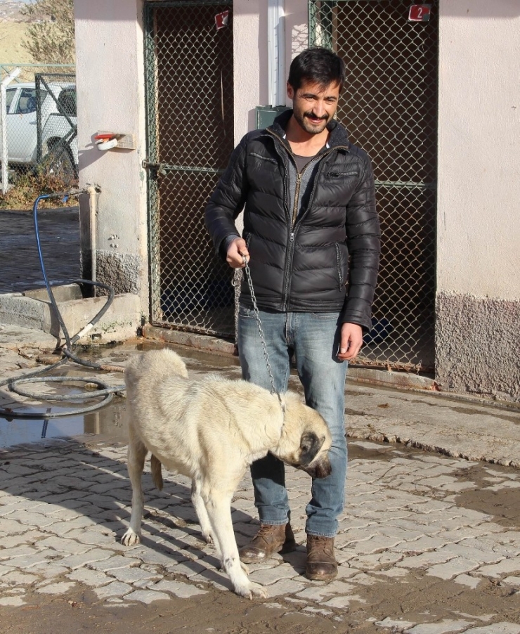 İşkenceye Uğrayan Köpek Hayata Döndü