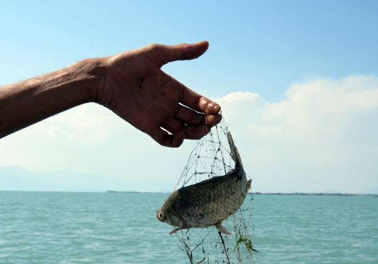 Beyşehir Gölü Önemli Doğa Alanındaki Balık Türlerinin Nesli Tehlikede
