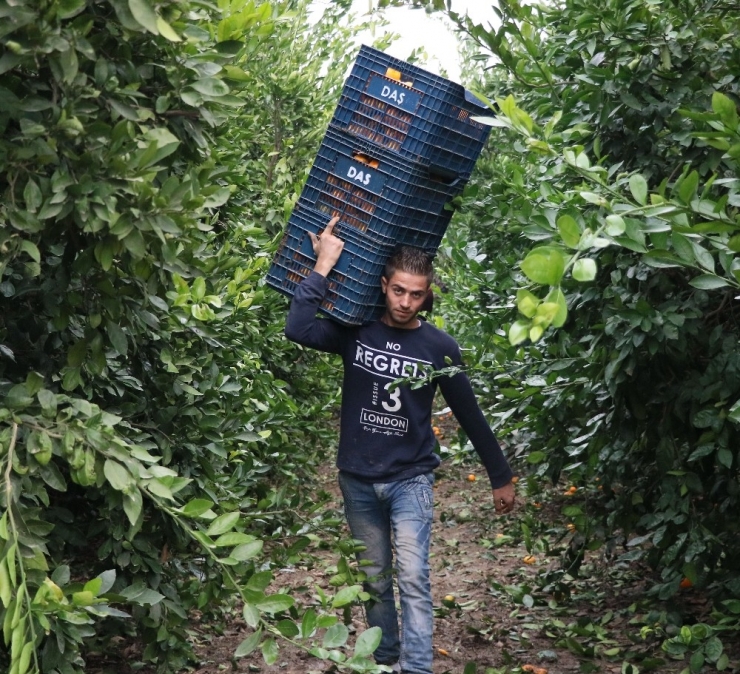 Narenciye Üreticisi İşçi Bulamıyor