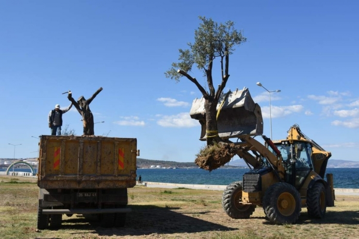 Aliağa’da Zeytin Takviyesine Devam