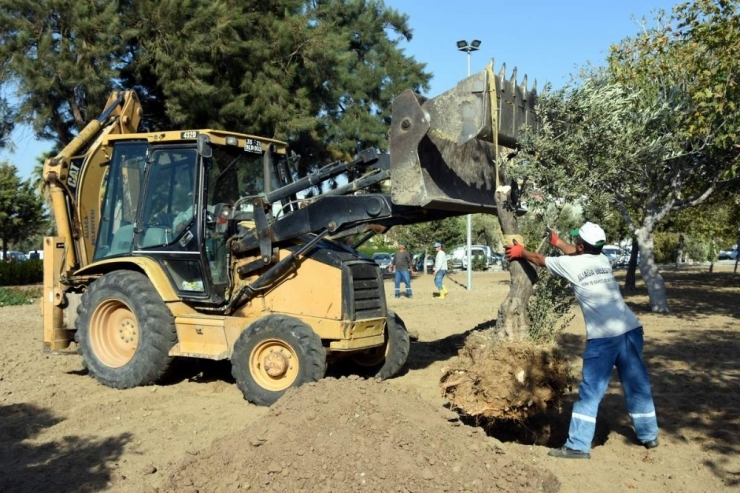 Aliağa’da Zeytin Takviyesine Devam