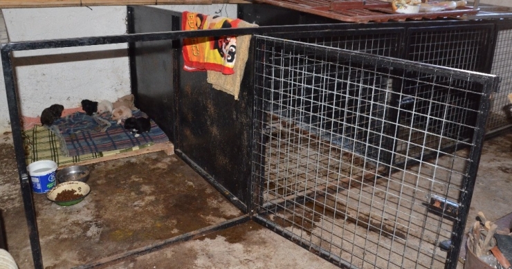 Hayatını Sokak Hayvanlarına Adadı