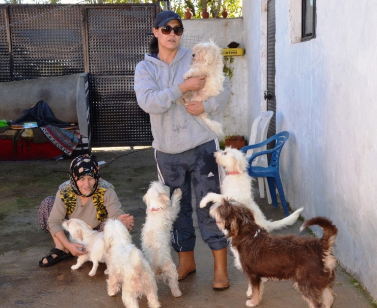 Hayatını Sokak Hayvanlarına Adadı