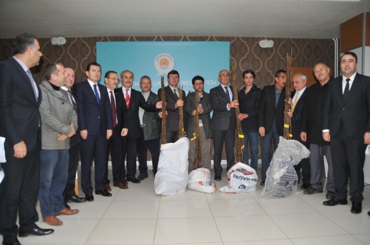 Büyükşehir Belediyesi 2 Bin Ceviz Fidanı Dağıttı