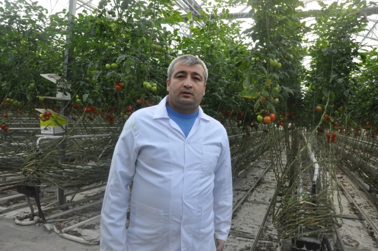 Domates Fiyatlarındaki Artışa Sandıklı Sera Domatesi Dur Diyecek