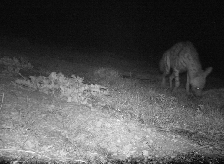 Hatay’da Çizgili Sırtlan Görüntülendi