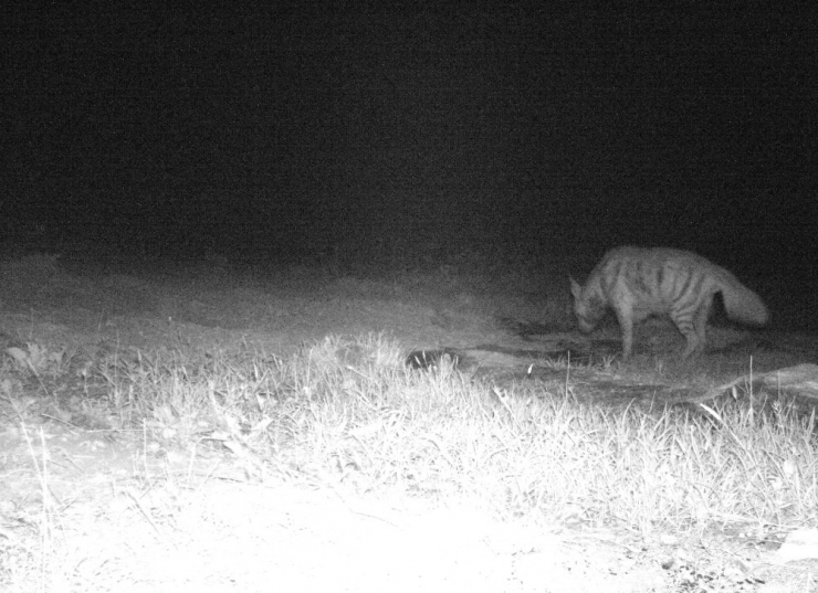 Hatay’da Çizgili Sırtlan Görüntülendi