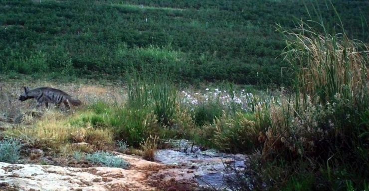 Hatay’da Çizgili Sırtlan Görüntülendi
