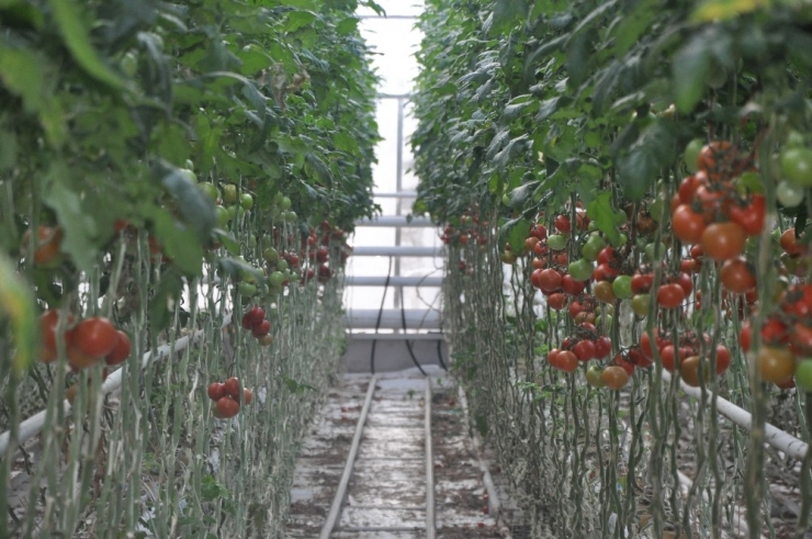 Domates Fiyatlarındaki Artışa Sandıklı Sera Domatesi Dur Diyecek