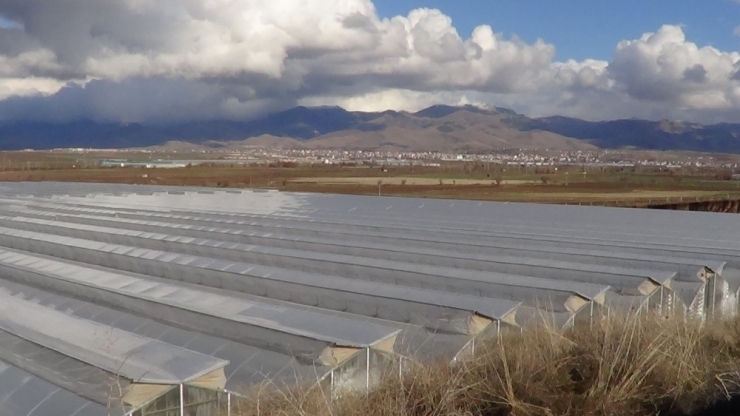 Domates Fiyatlarındaki Artışa Sandıklı Sera Domatesi Dur Diyecek