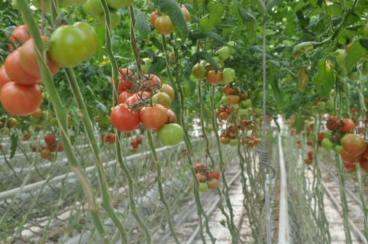 Domates Fiyatlarındaki Artışa Sandıklı Sera Domatesi Dur Diyecek